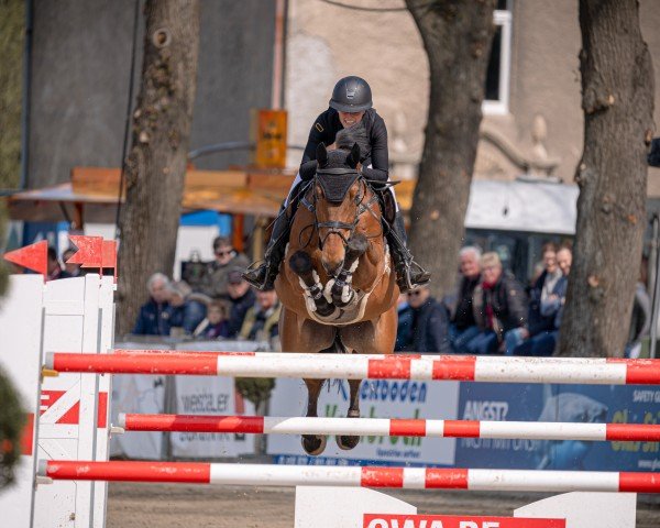 Springpferd Okavango van de Notelaer (Belgisches Warmblut, 2014, von Peppermill)