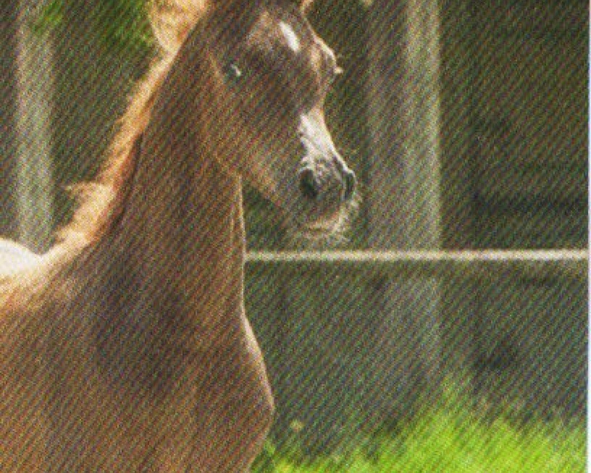 Pferd Euraan ox (Vollblutaraber, 2013, von EUROPE AL KHIDAR ox)