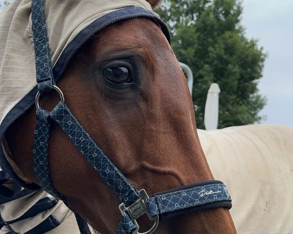 Springpferd Irma 31 (Holsteiner, 2016, von Conquest 4)
