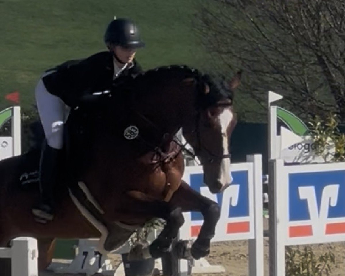 jumper Next Round F (German Sport Horse, 2019, from Neustein)