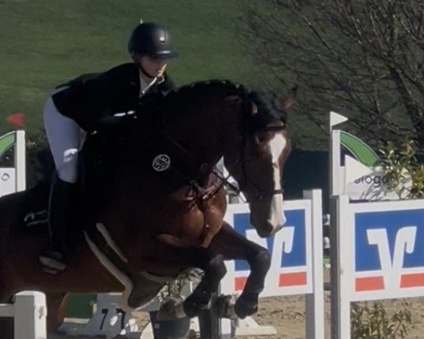 jumper Next Round F (German Sport Horse, 2019, from Neustein)