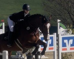 jumper Next Round F (German Sport Horse, 2019, from Neustein)