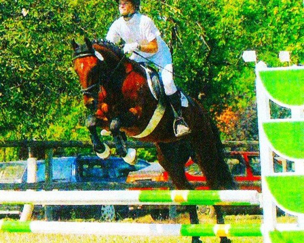 horse Tilia Timber (New Forest Pony, 1991, from Brock Buccaneer)