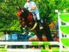 horse Tilia Timber (New Forest Pony, 1991, from Brock Buccaneer)