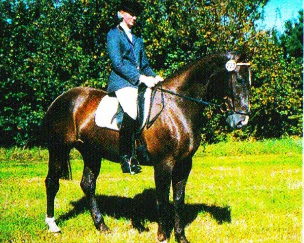 dressage horse Donna Venezia 2 (Oldenburg, 2000, from Dream of Heidelberg I)