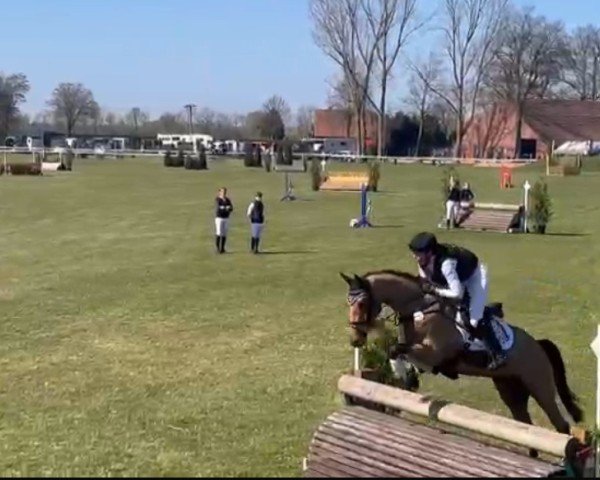 Pferd Kazan le sauvage (Oldenburger Springpferd, 2020, von Kazan Z)