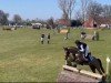 horse Kazan le sauvage (Oldenburg show jumper, 2020, from Kazan Z)