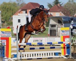 jumper Casino's petite (Hanoverian, 2020, from Casino Grande)