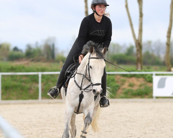 broodmare Null Vier (Holsteiner, 2020, from Million Dollar)