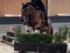 horse Kazimir le Brise-Coer (Oldenburg show jumper, 2020, from Kazan Z)