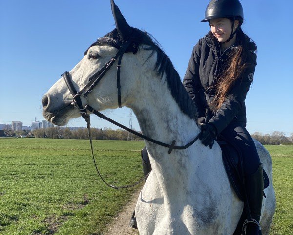 jumper Certainly 3 (Hanoverian, 2015, from Cinsey)