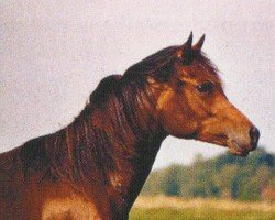 horse El Mahis Falak ox (Arabian purebred, 2003, from El Afas ox)