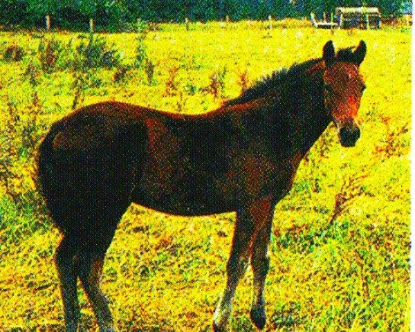 horse Daikiro (Knabstrupper, 2004, from Dinus)