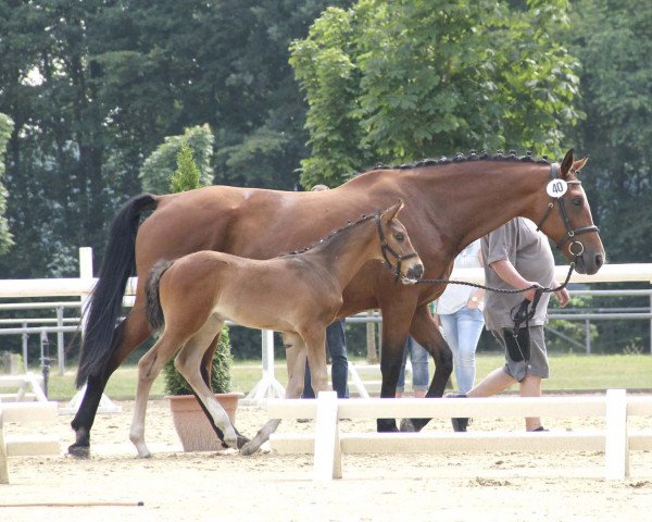 dressage horse Symphony L (Westphalian, 2017, from Symphonic)