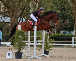 Springpferd Balino S (Westfale, 2016, von Blockbuster)