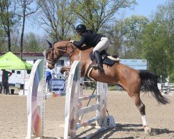 Springpferd Kasper 188 (Belgisches Warmblut, 2017)