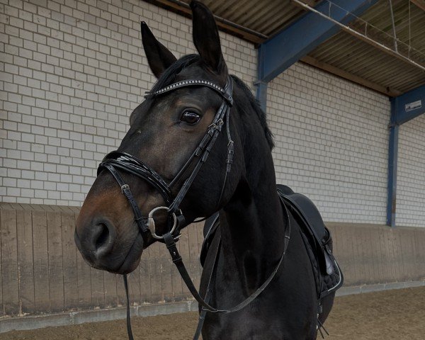 dressage horse Be My Friend 6 (Westphalian, 2015, from Belconi)