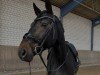 Dressurpferd Be My Friend 6 (Westfale, 2015, von Belconi)