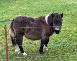 horse Janikos El Katharina (Dt.Part-bred Shetland pony, 2024, from Esteban van de Zandkamp)