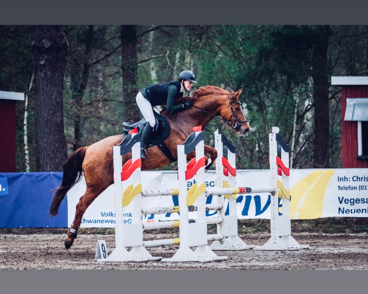 Springpferd Santana 1046 (Hannoveraner, 2017, von Stolzenberg)