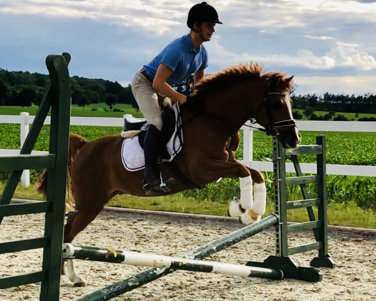 Dressurpferd Damino (Deutsches Reitpony, 2016)
