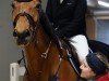 jumper Ruby van de Warande (Belgian Warmblood, 2017, from Matisse de Mariposa)