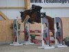 jumper Caspar 347 (Hanoverian, 2018, from Comte)