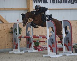 jumper Caspar 347 (Hanoverian, 2018, from Comte)