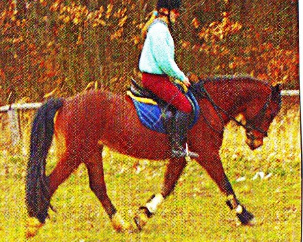 broodmare Gerstloo's Spice Girl (unknown,  , from Trefeas Brenin Du)