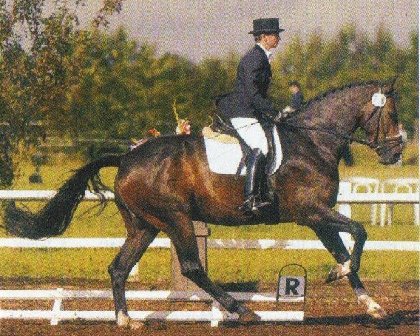 horse Lakkolith 4 (Holsteiner, 2000, from Leandro)