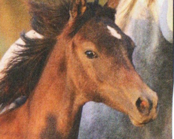 Springpferd Lotus ox 259 (Vollblutaraber, 2009, von Al Lahab 1999 EAO)