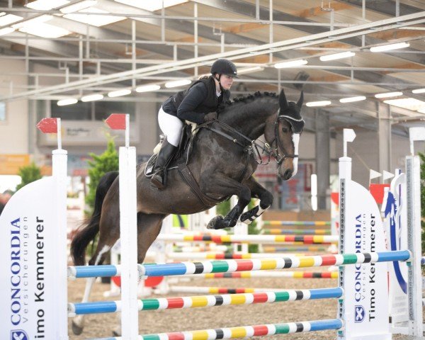 jumper Perfect Chidee (KWPN (Royal Dutch Sporthorse), 2020, from VDL Harley)