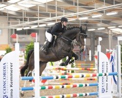 jumper Perfect Chidee (KWPN (Royal Dutch Sporthorse), 2020, from VDL Harley)