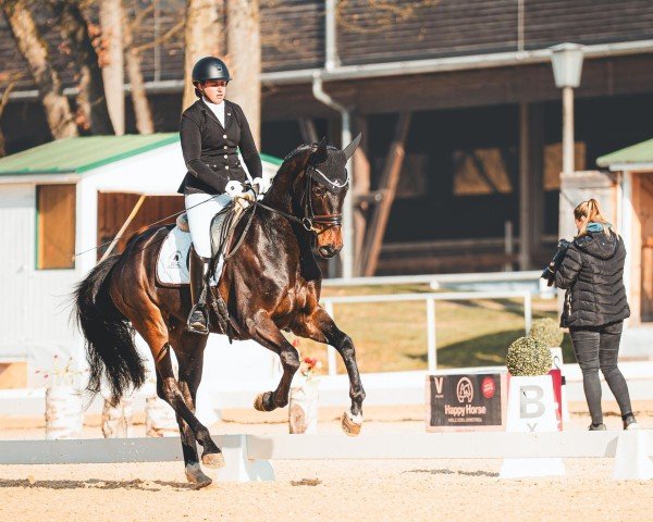 Dressurpferd Cadeau D'Amour (Österreichisches Warmblut, 2021, von Cadeau Noir)