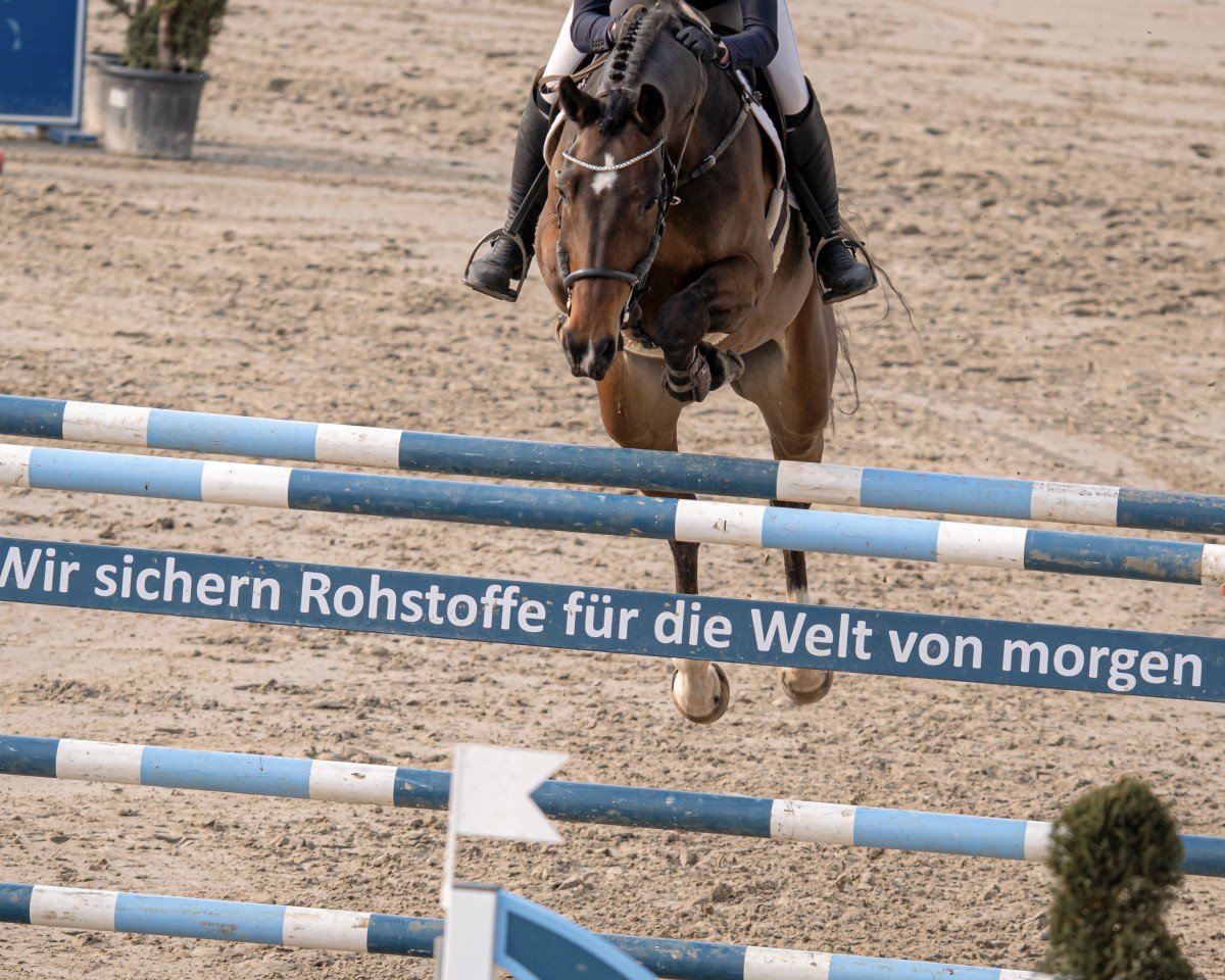 jumper Bellina Royale (Westphalian, 2016, from Bellini Royal)