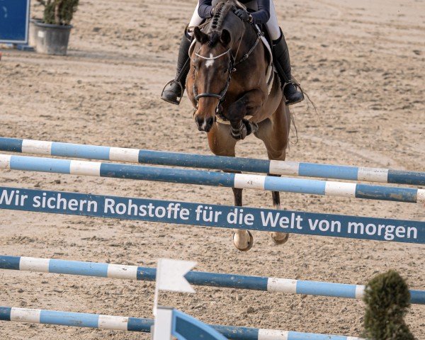 Springpferd Bellina Royale (Westfale, 2016, von Bellini Royal)