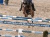 jumper Bellina Royale (Westphalian, 2016, from Bellini Royal)