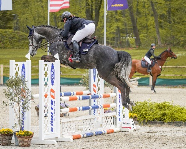 jumper Unleash the Lion (Holsteiner, 2020, from Crack)