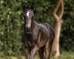 foal by Bellas Zinderella G (Oldenburg, 2024, from Zauberlehrling PS OLD)