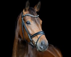 broodmare Pearl of Sunlight (Oldenburg, 2020, from Son of Cologne)