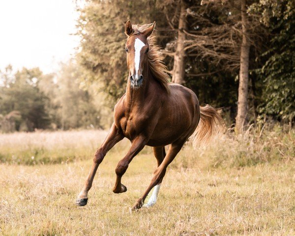 dressage horse Dumblebee G (Oldenburg, 2023, from Donier)