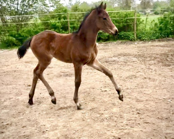 dressage horse Belladonner G (Oldenburg, 2023, from Donier)