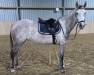 Springpferd Campari 358 (Westfale, 2018, von Colestus)