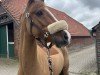 jumper Fly High Hanki (German Riding Pony, 2018, from Call Me Hanki)