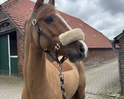 jumper Fly High Hanki (German Riding Pony, 2018, from Call Me Hanki)