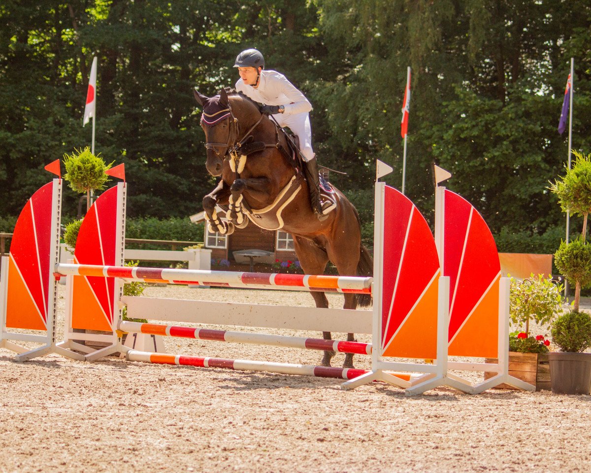 jumper Valevia (Oldenburg show jumper, 2016, from Vagabond de la Pomme)