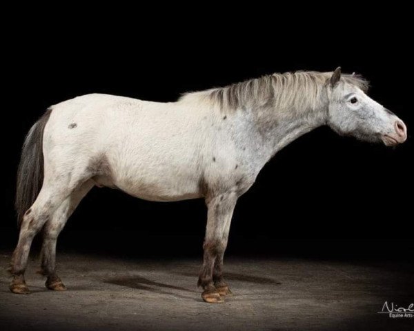 Pferd Idefix247 (Shetland Pony,  )