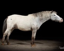 Pferd Idefix247 (Shetland Pony)