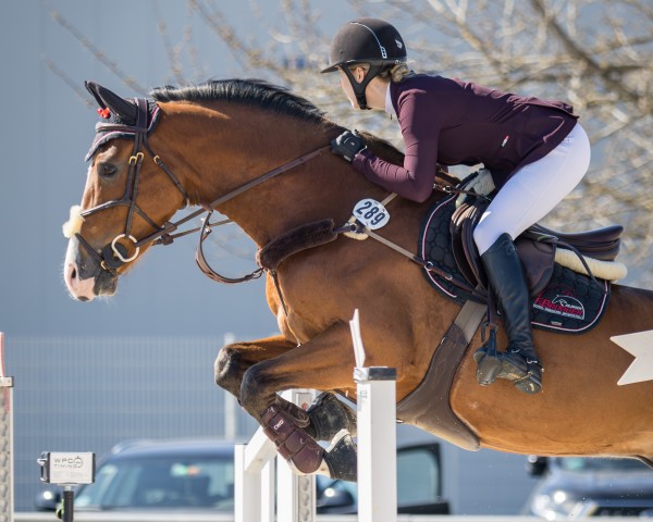 jumper Quite Quabri (Holsteiner, 2019, from Quabri de l'Isle)