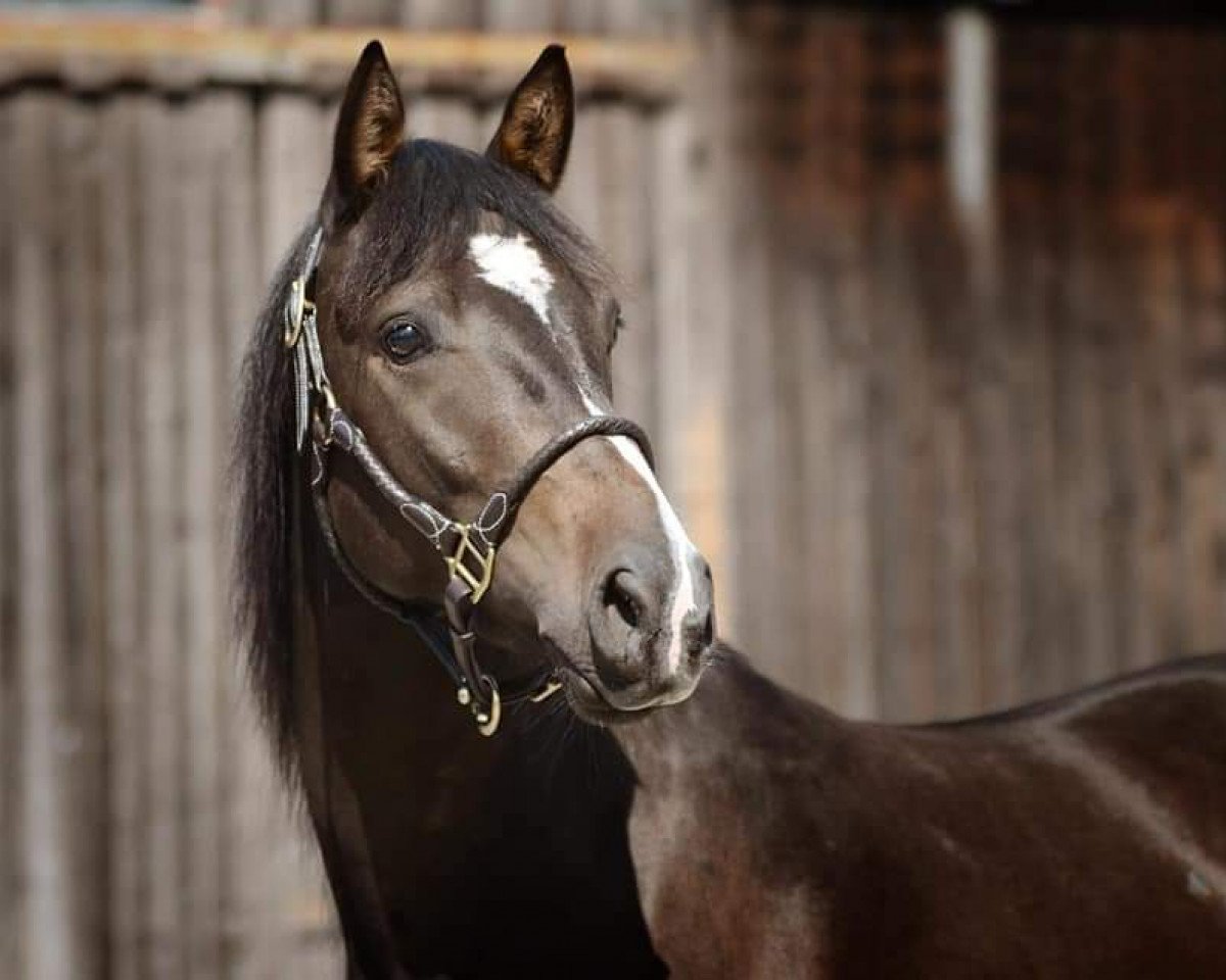 dressage horse Valento 16 (German Riding Pony, 2018, from Very Black G)